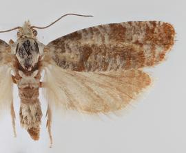   R. comstockiana . © Loren Jones. Image used with permission.
